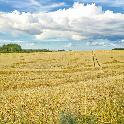 Buy stock photo Natural, harvest or agriculture in countryside with hay, landscape for growth in spring. Sustainable, environment or barley crop, farming export for beer industry on eco friendly farm or field
