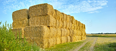 Buy stock photo A photo of a vibrant country field in harvest