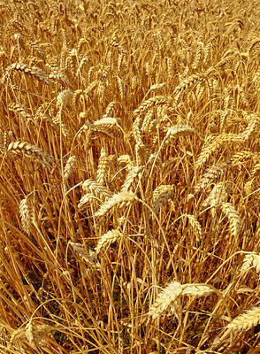 Buy stock photo Wheat, landscape and farm with nature in countryside, sustainability and growth for environment with closeup. Eco, plant or field with agriculture, ecosystem and biodiversity on farmland in Italy