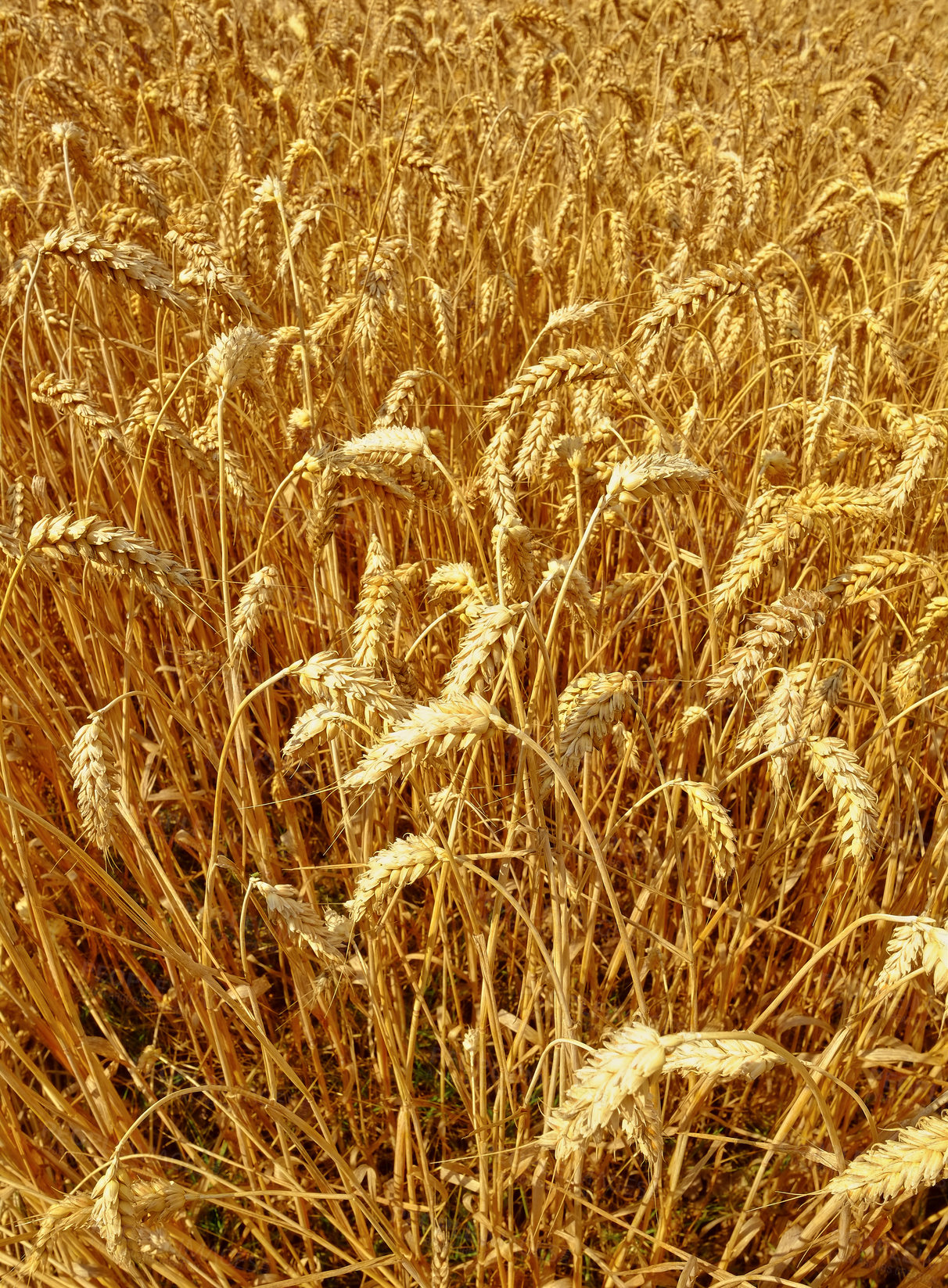 Buy stock photo Wheat, landscape and farm with nature in countryside, sustainability and growth for environment with closeup. Eco, plant or field with agriculture, ecosystem and biodiversity on farmland in Italy