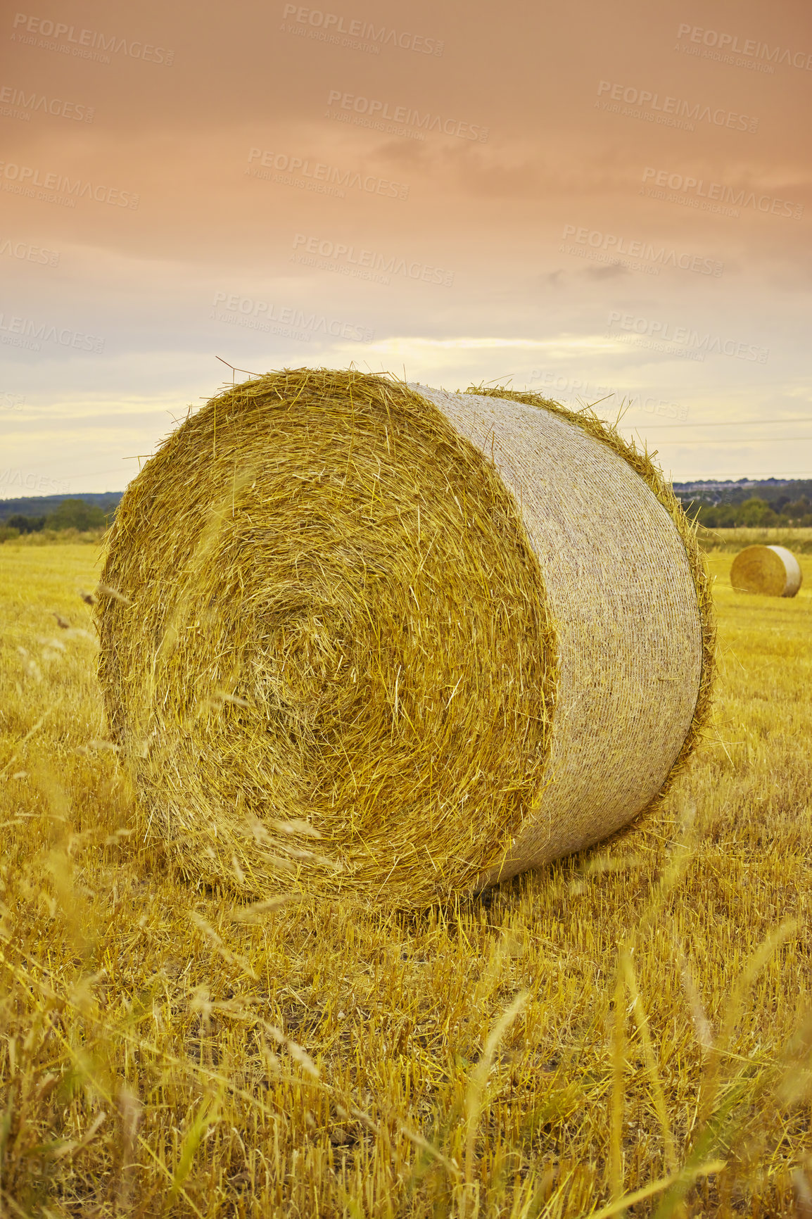 Buy stock photo Hay, bale and stack of grass in field from harvest of straw in summer on farm with agriculture. Farming, haystack and collection of grazing from sustainable growth in countryside and pasture 