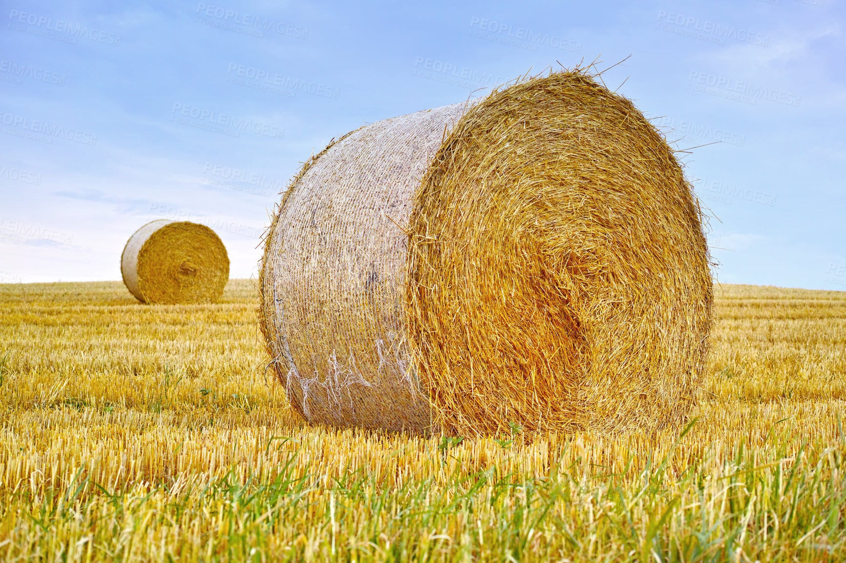 Buy stock photo Hay, bale and stack of grass in field from harvest of straw in summer on farm with agriculture. Farming, landscape and haystack collection to graze from sustainable growth in countryside or pasture