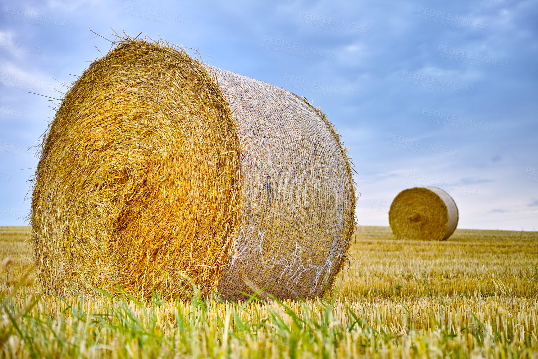 Buy stock photo Hay, bale and field with stack of grass from harvest of straw in summer on farm with agriculture. Farming, landscape and haystack collection to graze from sustainable growth in countryside or pasture