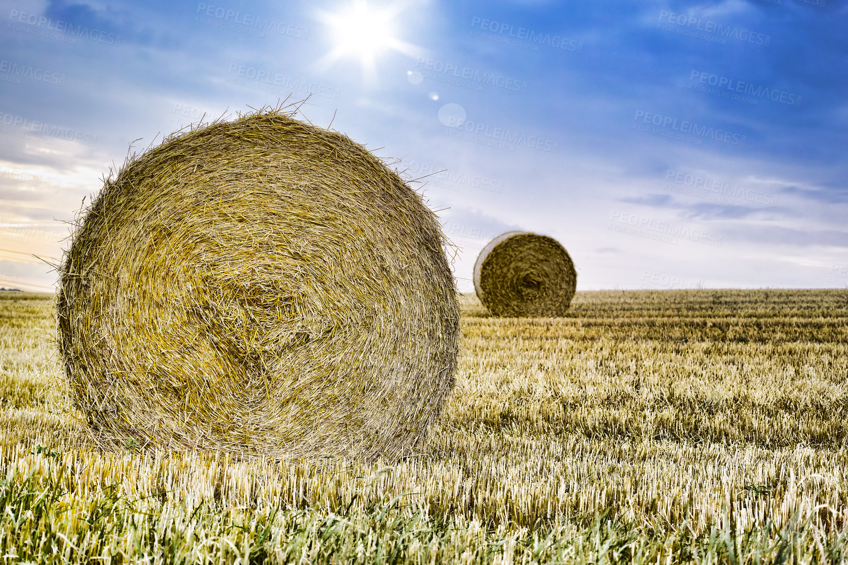 Buy stock photo Grass, bale and stack of hay in landscape of field in summer harvest on farm with agriculture. Farming, haystack and collection straw for grazing from sustainable growth in countryside and pasture