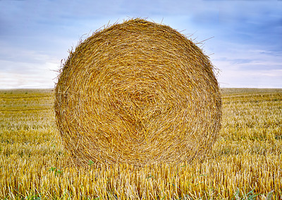 Buy stock photo Hay, bale and stack of grass in field from harvest of straw in summer on farm for agriculture. Farming, haystack and collection of grazing from sustainable growth in countryside, landscape or pasture