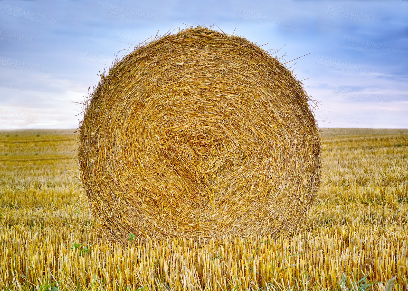 Buy stock photo Hay, bale and stack of grass in field from harvest of straw in summer on farm for agriculture. Farming, haystack and collection of grazing from sustainable growth in countryside, landscape or pasture