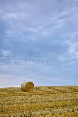 Buy stock photo Grass, bale and stack of hay in landscape of field with harvest of straw in summer on farm for agriculture. Farming, haystack and collection of grazing from sustainable growth in countryside pasture