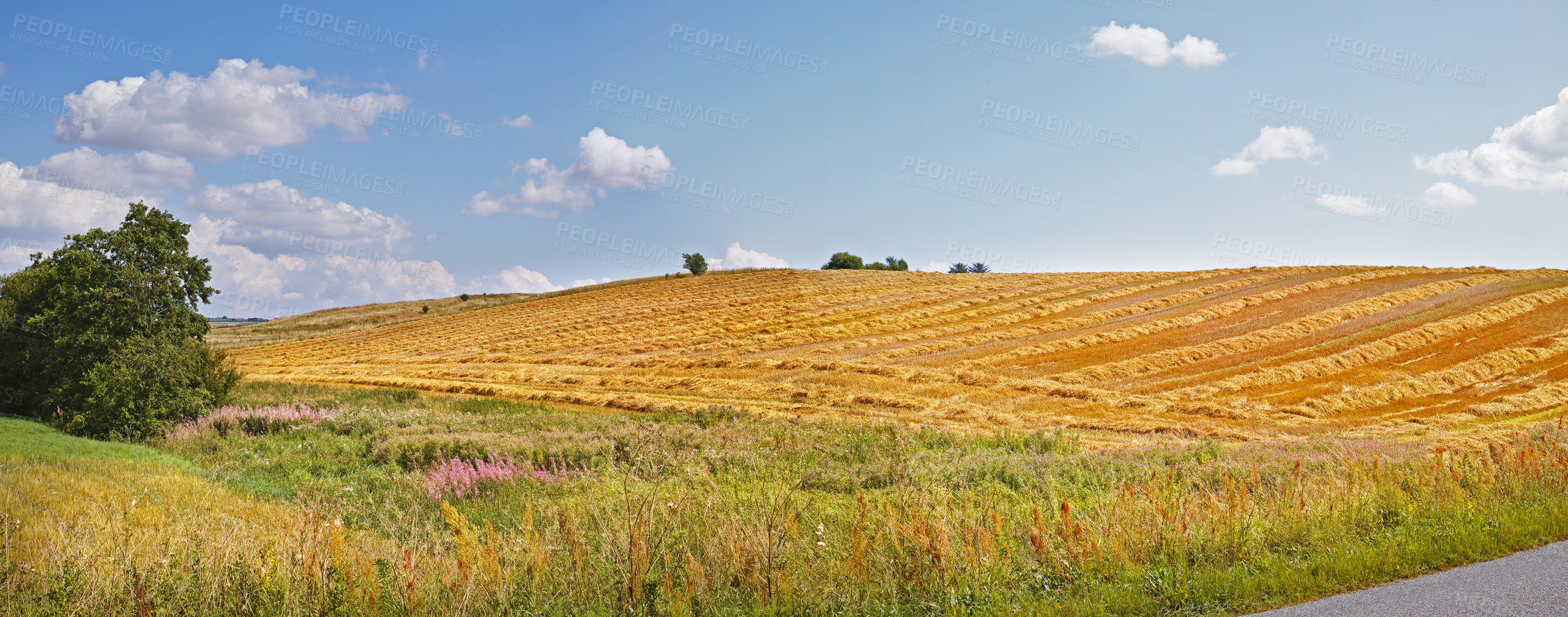 Buy stock photo Outdoor, farm and field with crops for harvest or agricultural at village for growth, development and economy. Banner, nature and grass or wheat in Texas for food supply in countryside and landscape