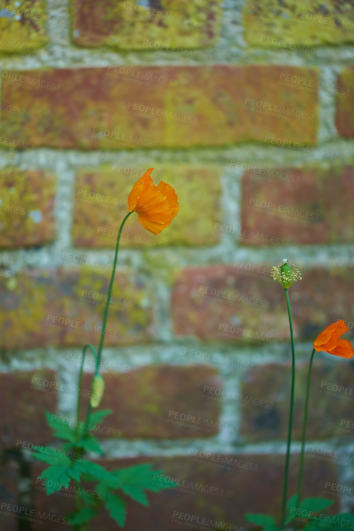 Buy stock photo Nature, poppy flower and environment with brick by wall for natural development, growth and sustainable for eco friendly.  Ecological, plant and garden from papaver crocreum gardening for decoration