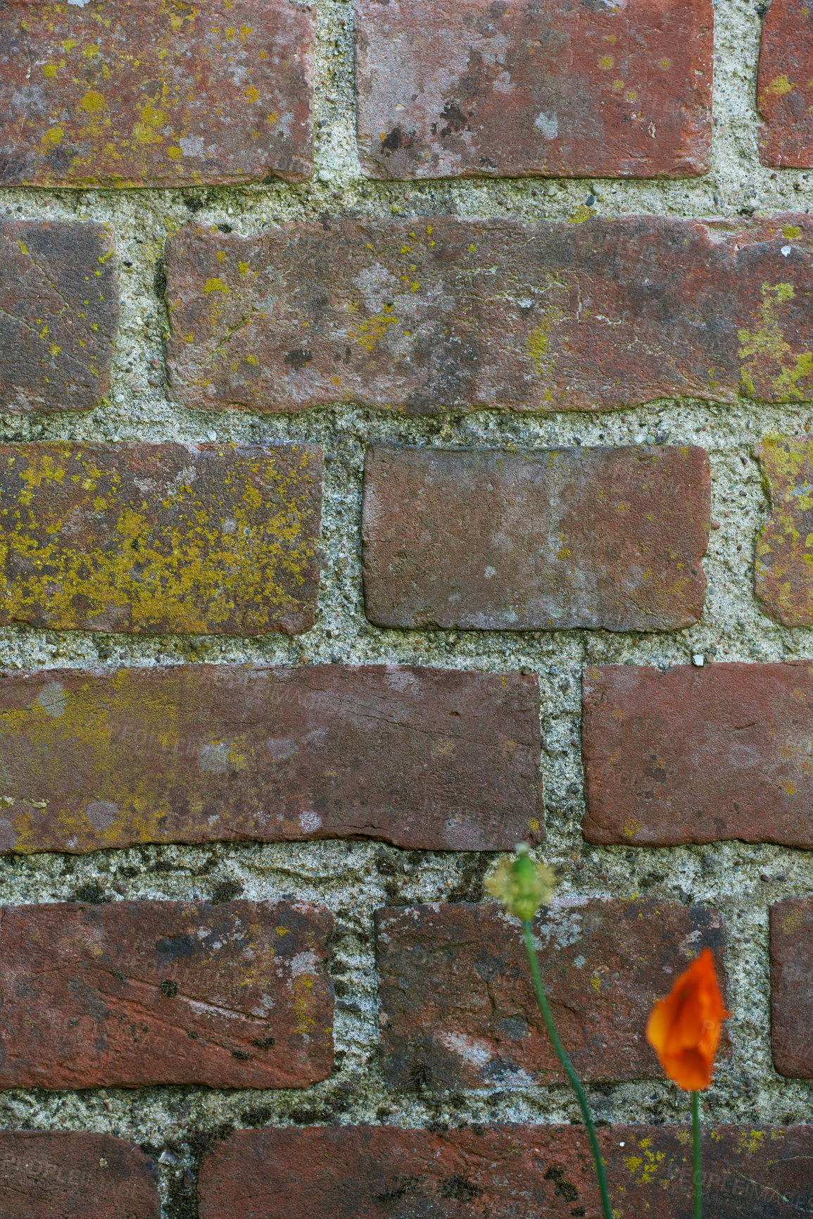 Buy stock photo Brick, wall and cement with poppy flower in nature, outside and block with concrete for home build. Masonry, brickwork and weather for outdoor stone architecture, plant or weathered and aged material