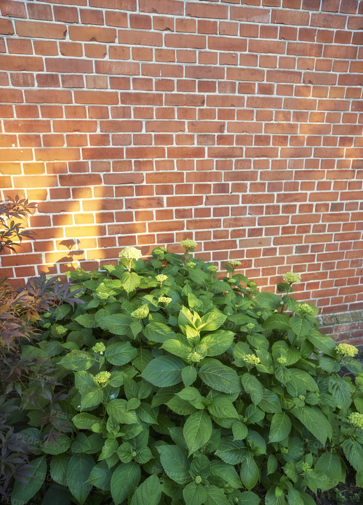 Buy stock photo Brick, wall and bush of flower in nature, outside and block with concrete for home build. Masonry, brickwork and weather for outdoor stone architecture, flora shrub or weathered and aged material