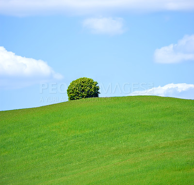 Buy stock photo Landscape, tree and sky in countryside in nature, field and grass for ecology or sustainability on hill. Green, environment and outdoor for scenery in horizon with bush, peace and rural in Italy