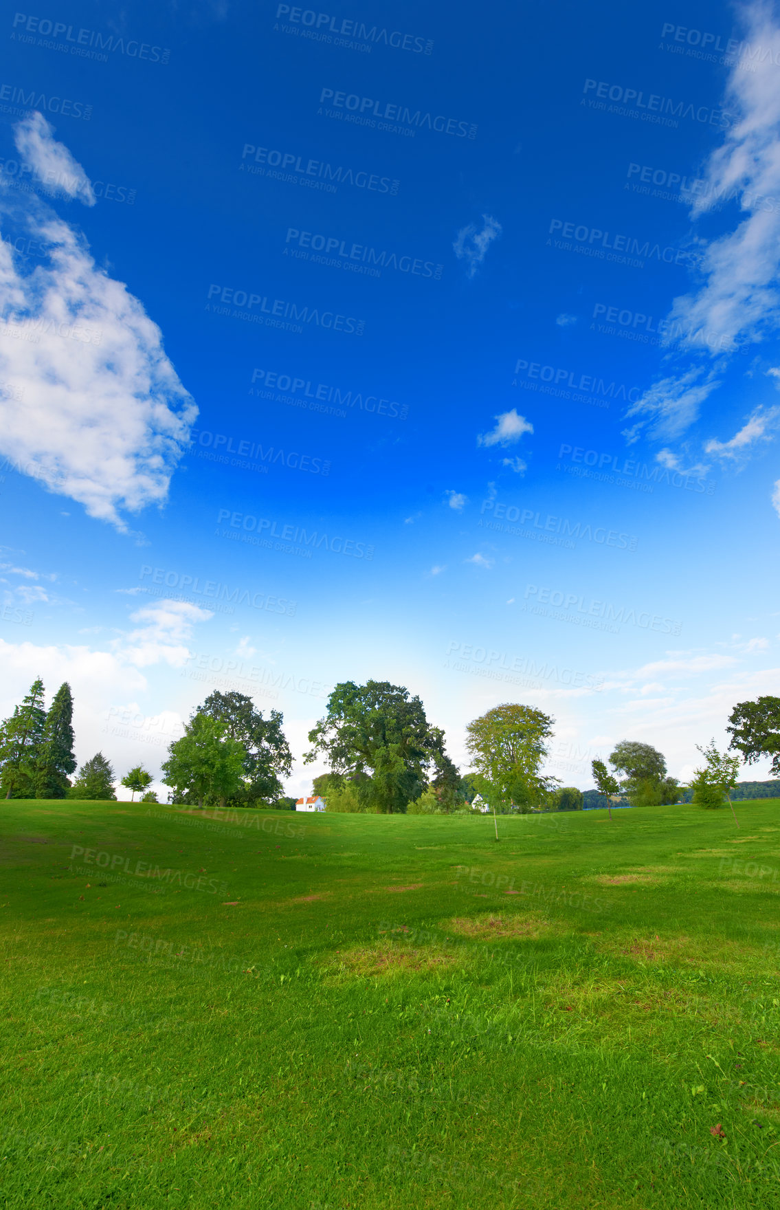 Buy stock photo Landscape, field and nature in environment, trees and land with peace, blue sky and ecosystem in countryside. Sustainability, morning and grass for golf, scenery and outdoor, greenery and park