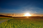 Springtime Cornfield