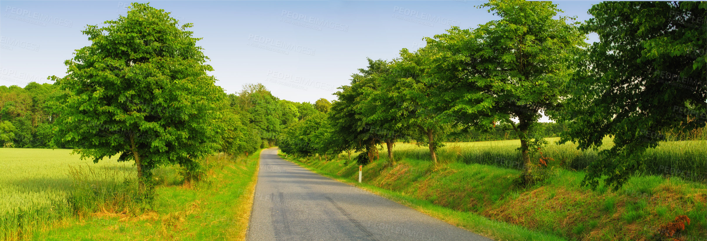 Buy stock photo Farmland, road and trees with field in environment for conservation, travel or roadtrip and landscape. Grassland, street or cornfield with grass, sustainability or ecosystem for countryside adventure