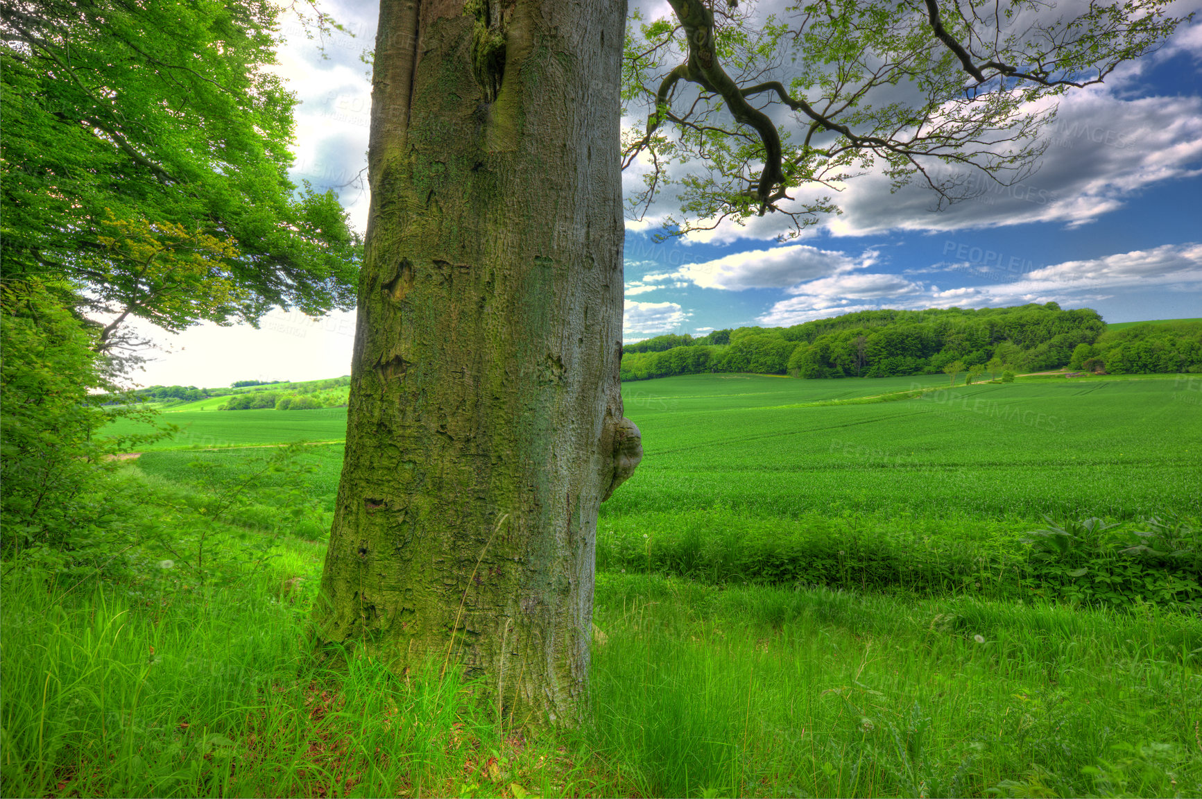 Buy stock photo Blue sky, clouds and tree at countryside with environment, sustainability and green earth. Nature, meadow and field with grass in daylight for eco friendly, growth and horizon with lawn wallpaper