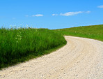 Springtime Cornfield