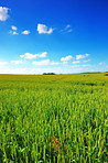 Springtime Cornfield