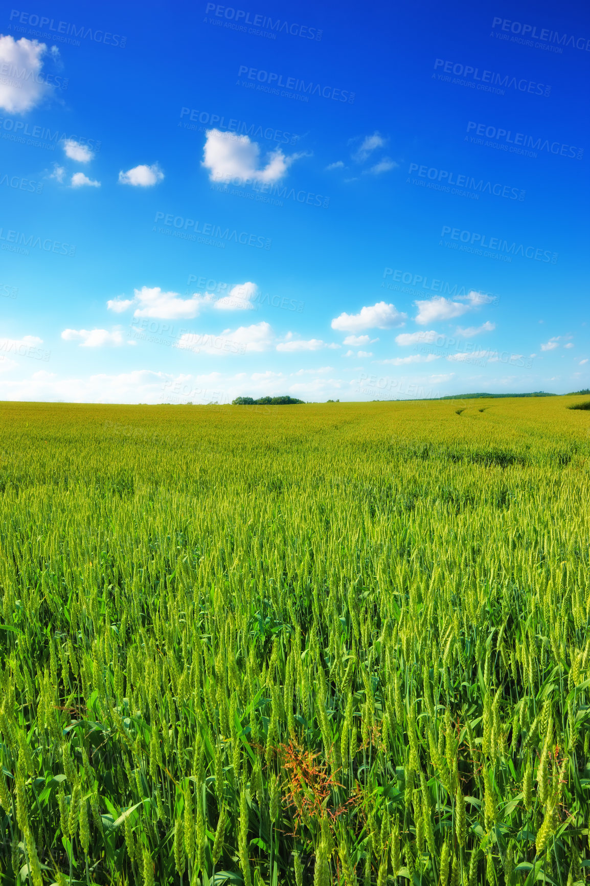 Buy stock photo Green grass, field and blue sky with clouds in meadow for agriculture in countryside for environment growth. Cloudscape, horizon and beautiful in springtime in Texas with view for season with eco