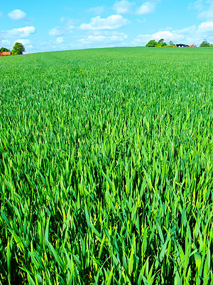 Buy stock photo Countryside, grass and nature in environment, trees and peace in bush or pasture, blue sky and clouds. Ecosystem, sustainability and morning, scenery and outdoor, greenery and meadow in Brazil