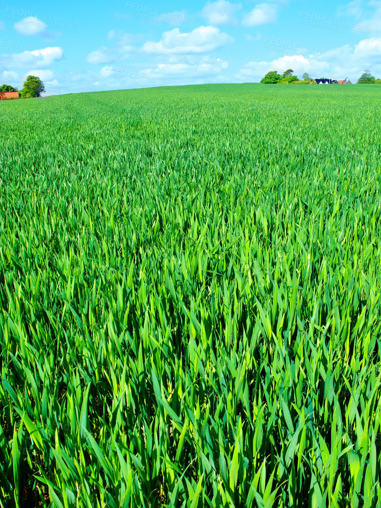 Buy stock photo Countryside, grass and nature in environment, trees and peace in bush or pasture, blue sky and clouds. Ecosystem, sustainability and morning, scenery and outdoor, greenery and meadow in Brazil