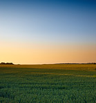 Springtime Cornfield