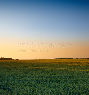 Buy stock photo Farm, agriculture and landscape in the countryside at sunset, nature or outdoor in Italy. Land, field and green plants in environment for growth of ecology with mockup space on blue sky in summer