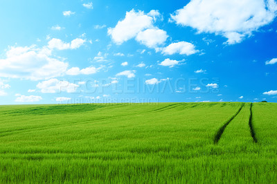 Buy stock photo Nature, clouds and blue sky with landscape of field for farm mockup space, environment and ecology. Plant, grass and horizon with countryside meadow for spring, agriculture and sustainability