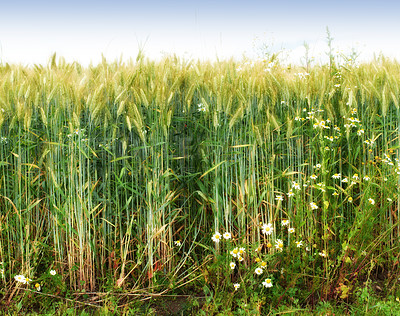 Buy stock photo Green wheat, farm and plants for food or harvest, growth and development for crops in America. Field of grain, sustainability of nature and landscape of barley, organic grass and sunny in countryside