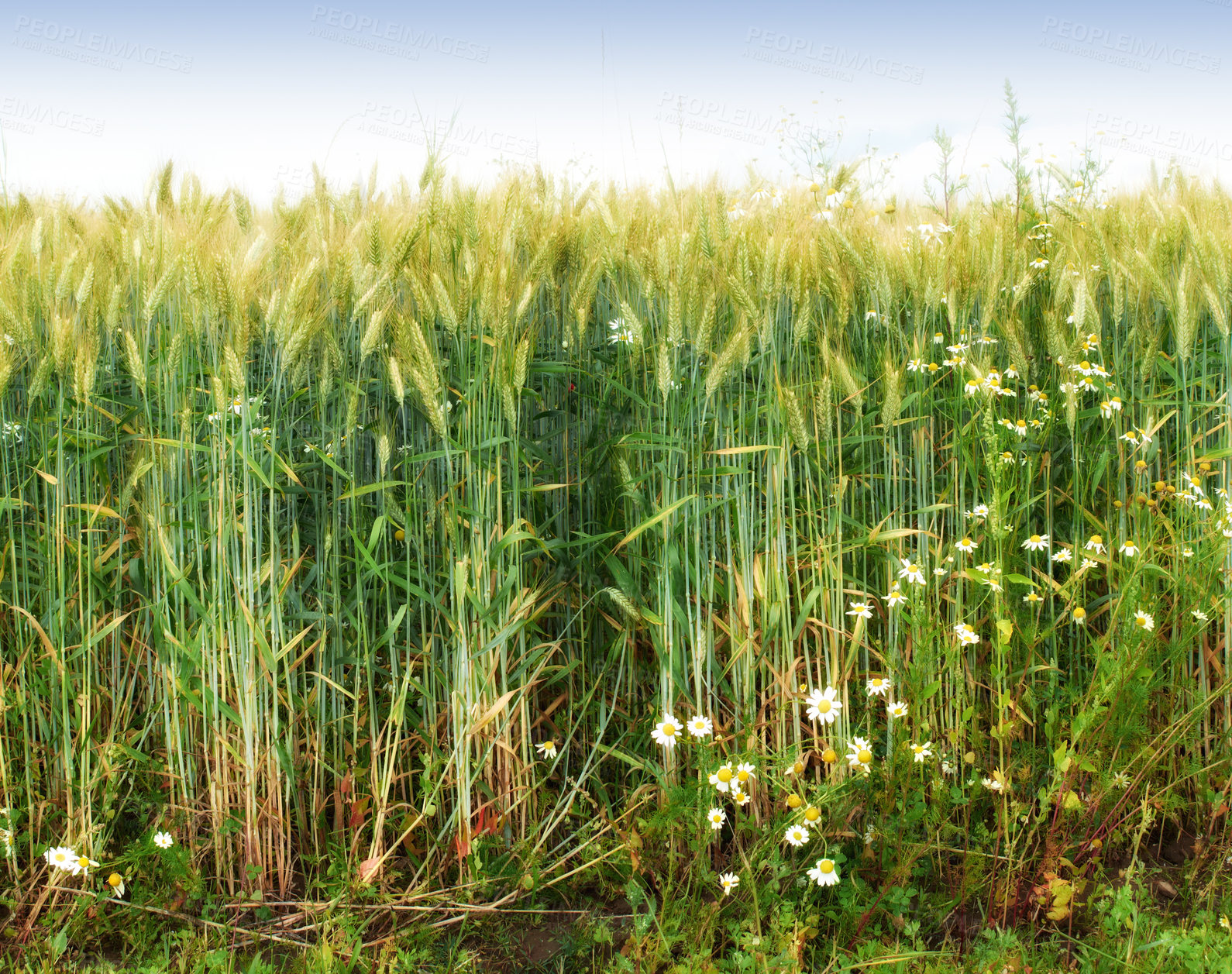 Buy stock photo Green wheat, farm and plants for food or harvest, growth and development for crops in America. Field of grain, sustainability of nature and landscape of barley, organic grass and sunny in countryside