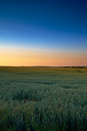 Springtime Cornfield