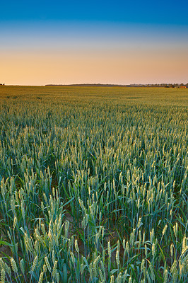 Buy stock photo Field, nature and sunset on horizon with green grass for agriculture in countryside for environment growth. Sweden, skyline and beautiful in springtime with alps glow in season with ecology.