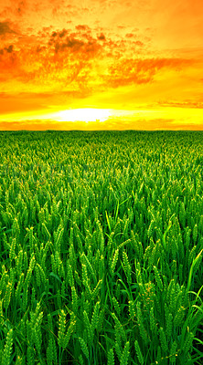 Buy stock photo Orange, sky and wheat on landscape for farming, nature and field with agriculture, sustainability for growth and environment. Meadow, land in Switzerland and ecosystem with biodiversity and sunset