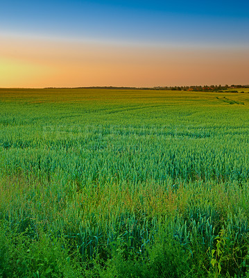 Buy stock photo Green grass, field and evening with sunset on horizon for agriculture in countryside for environment growth. Alps glow, scenic and beautiful in springtime in Finland with view for season with eco