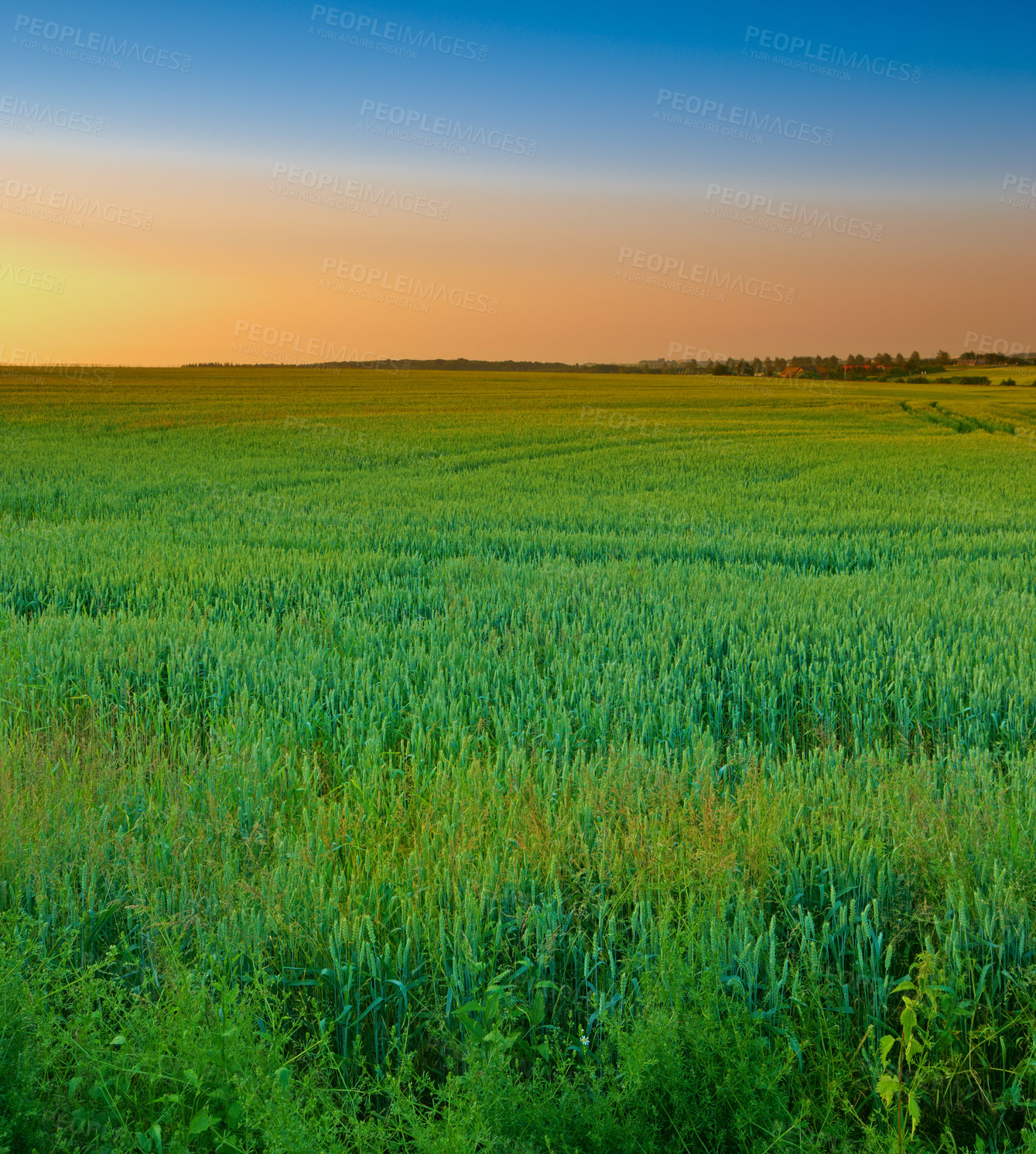 Buy stock photo Green grass, field and evening with sunset on horizon for agriculture in countryside for environment growth. Alps glow, scenic and beautiful in springtime in Finland with view for season with eco