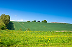 Cornfield in the spring