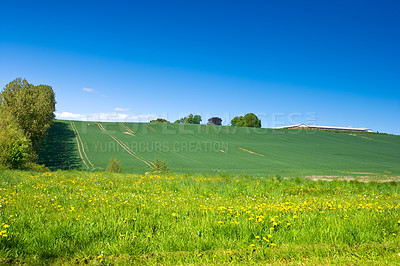 Buy stock photo Landscape, field and nature in farm, trees and environment with peace, blue sky and ecosystem in countryside. Sustainability, morning and grass for ecology, scenery and outdoor, greenery and park