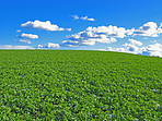 Cornfield in the spring