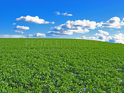 Buy stock photo Plant, clouds and blue sky with landscape of field for farm mockup space, environment and ecology. Nature, grass and horizon with countryside meadow for spring, agriculture and sustainability