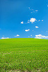 Cornfield in the spring