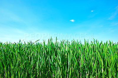 Buy stock photo Countryside, grass and nature in summer, field and peace in bush or pasture, blue sky and clouds. Ecosystem, sustainability and morning, scenery and outdoor, greenery and meadow, park and plants