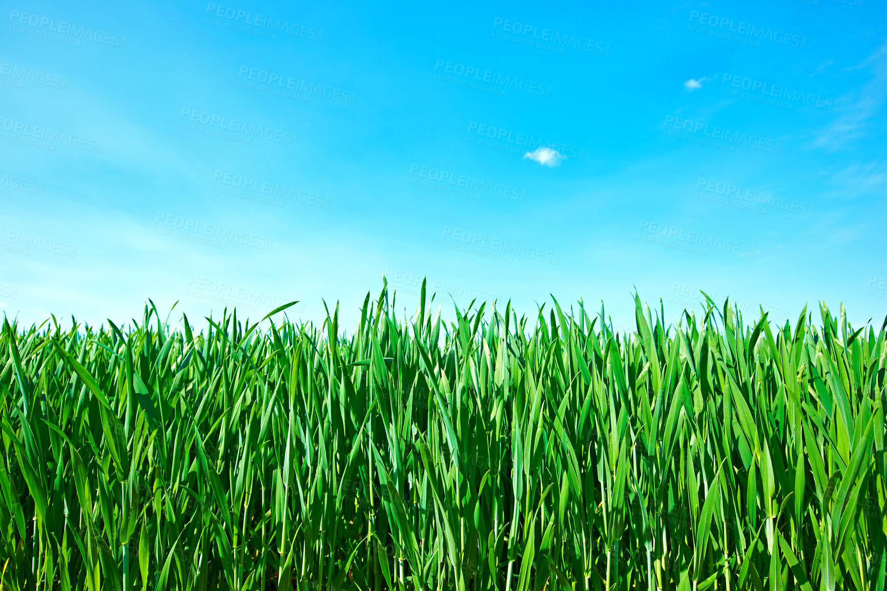 Buy stock photo Countryside, grass and nature in summer, field and peace in bush or pasture, blue sky and clouds. Ecosystem, sustainability and morning, scenery and outdoor, greenery and meadow, park and plants