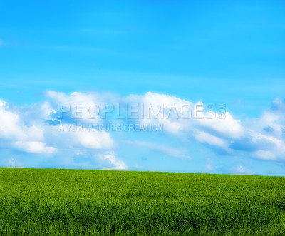 Buy stock photo Green, field and grass with blue sky, landscape and nature in clouds, countryside. Sustainability, environment and meadow in horizon for carbon capture, outdoor and eco friendly for agriculture