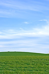 Cornfield in the spring