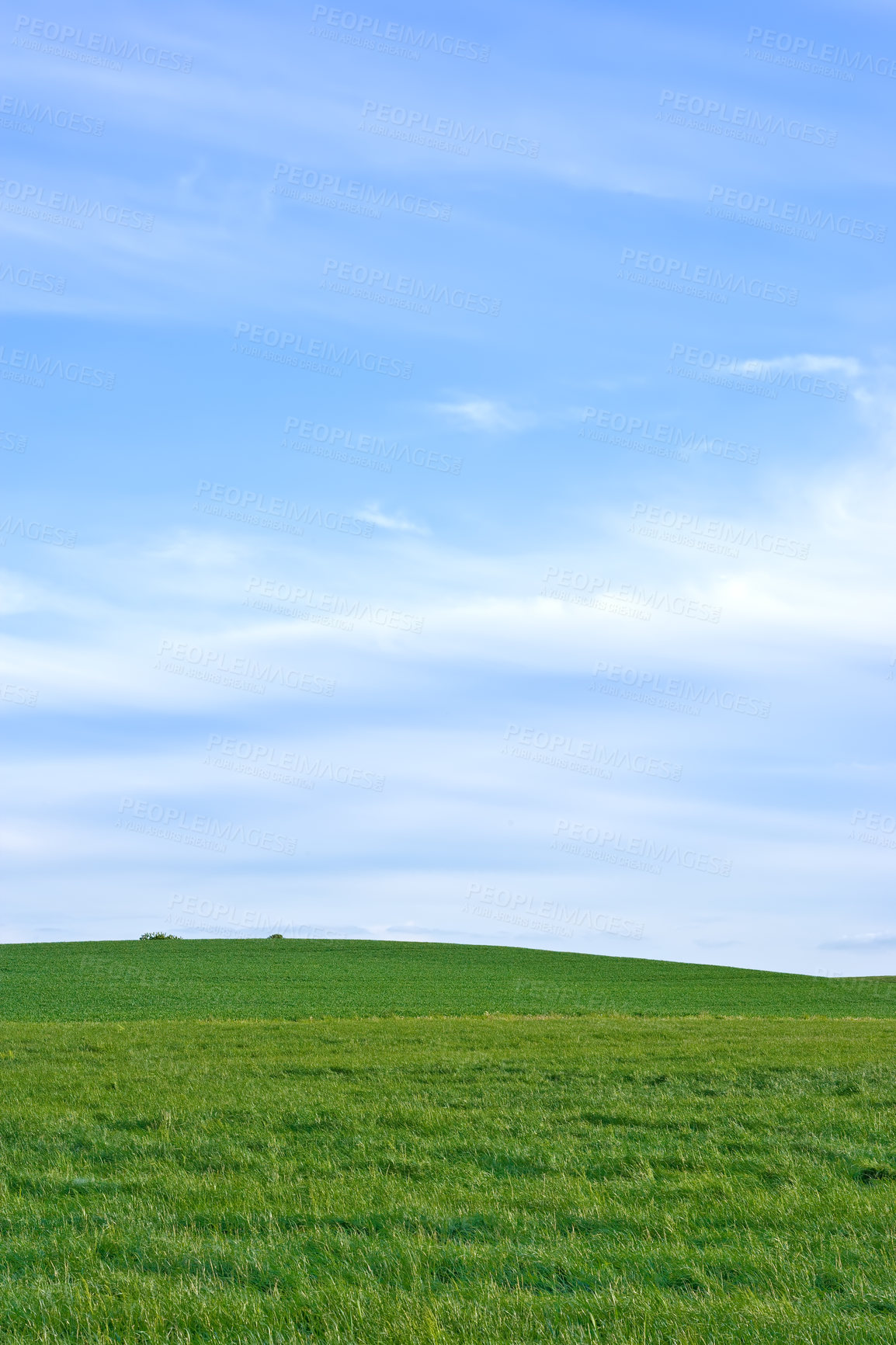 Buy stock photo Landscape, cornfield and sky in countryside in nature, field and grass for ecology or sustainability on hill. Green, environment and outdoor for scenery in horizon with bush, peace and rural in Italy