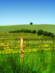 Cornfield in the spring