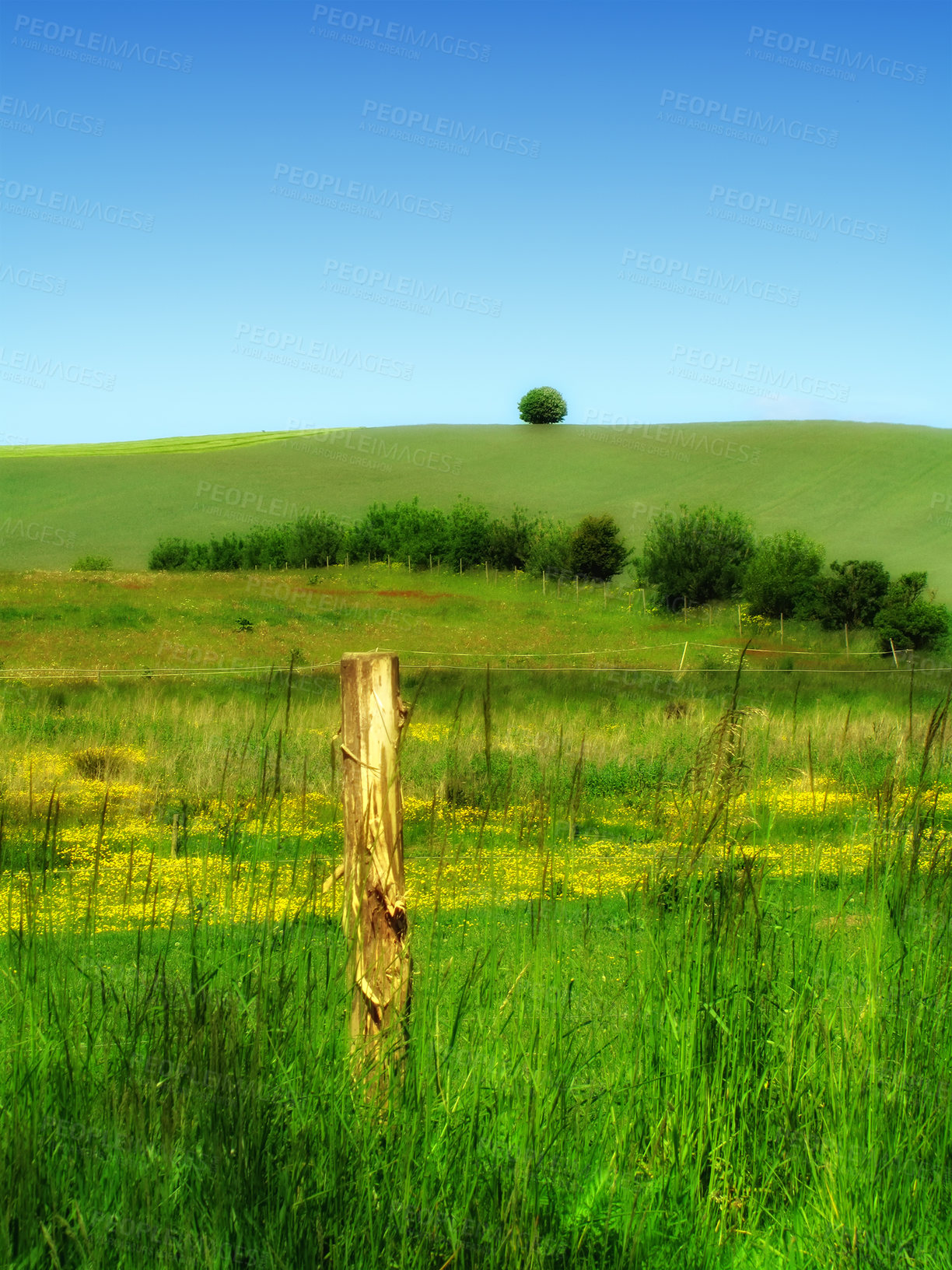 Buy stock photo Landscape, trees and sky in countryside in nature, field and grass for ecology or sustainability on hill. Green, environment and outdoor for scenery in horizon with bush, peace and rural in Italy