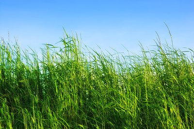 Buy stock photo Grass, cornfield and sky in countryside in nature, field and landscape for ecology or sustainability. Green, environment and outdoor for scenery in horizon with bush, peace and rural in Italy