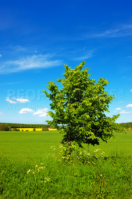 Buy stock photo Farmland in springtime - lots of copy space