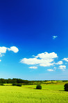 Cornfield in the spring
